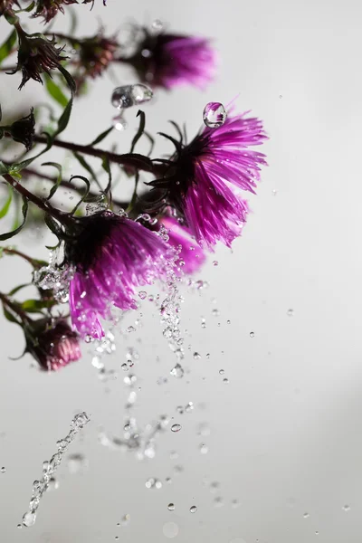 과 꽃 . — 스톡 사진
