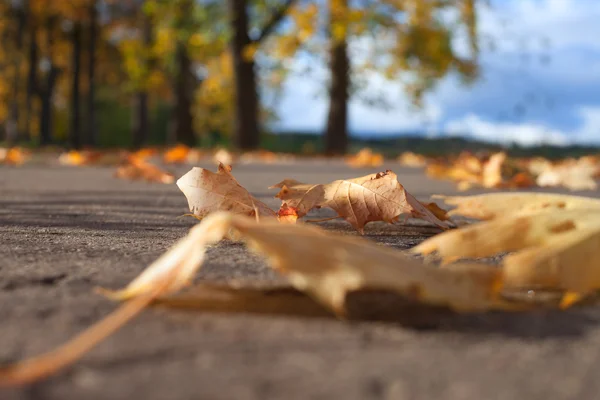 Caduta di foglie . — Foto Stock