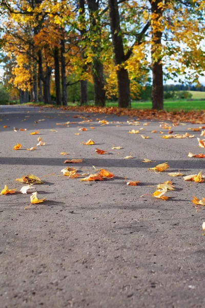 Őszi levelek. — Stock Fotó