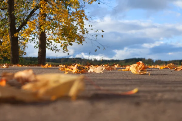 Fall of leaves. Stock Image