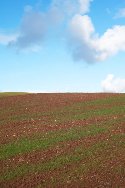 Campo e céu . — Fotografia de Stock