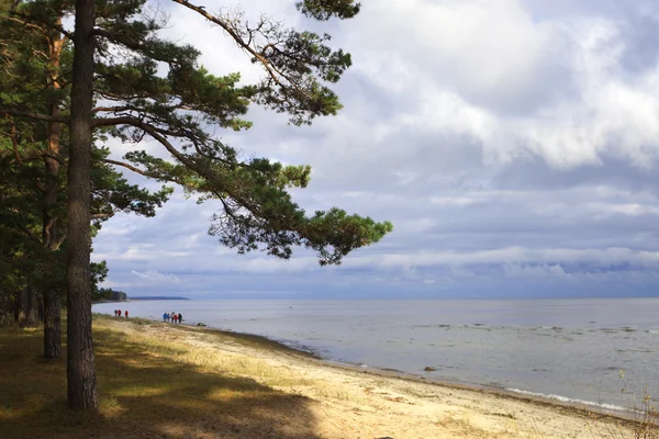 Côte baltique, Lettonie . — Photo