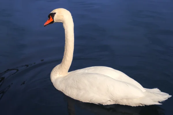 Cisne blanco . — Foto de Stock