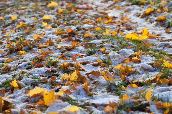 Blätter und Schnee. — Stockfoto