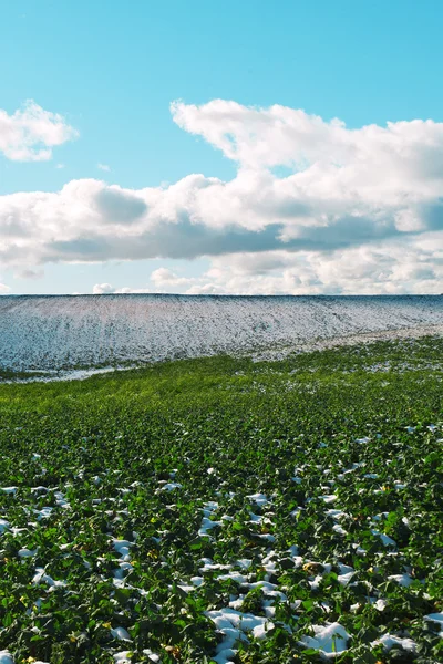 Campo nevado e céu nublado . — Fotografia de Stock