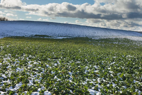 Snöiga fältet och mulen himmel. — Stockfoto