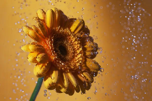 Gul gerbera. — Stockfoto