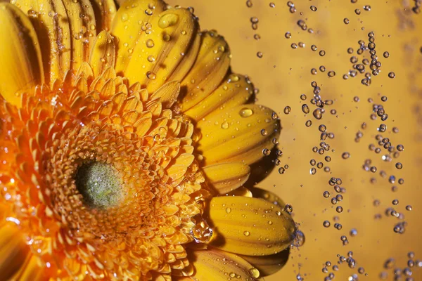 Yellow gerbera. — Stock Photo, Image