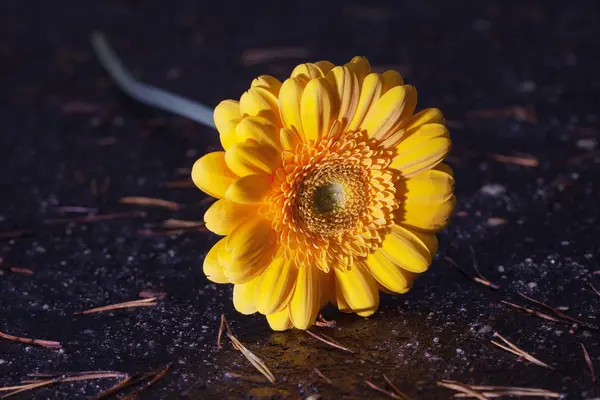 Yellow gerberaon ground. — Stock Photo, Image