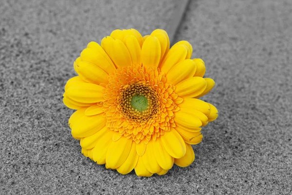 Yellow gerbera. — Stock Photo, Image