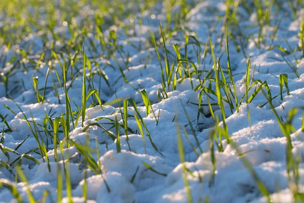 Pšenice ve sněhu. — Stock fotografie