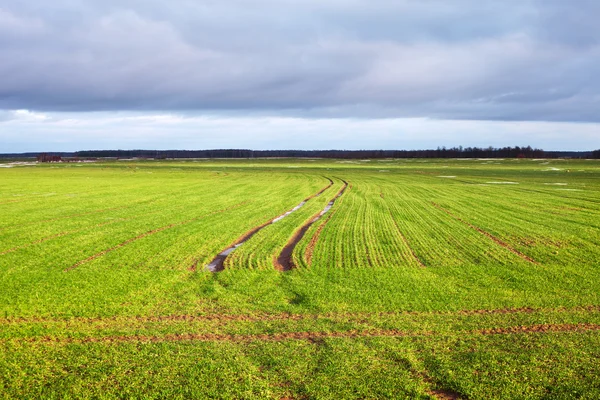 Green field. — Stock Photo, Image