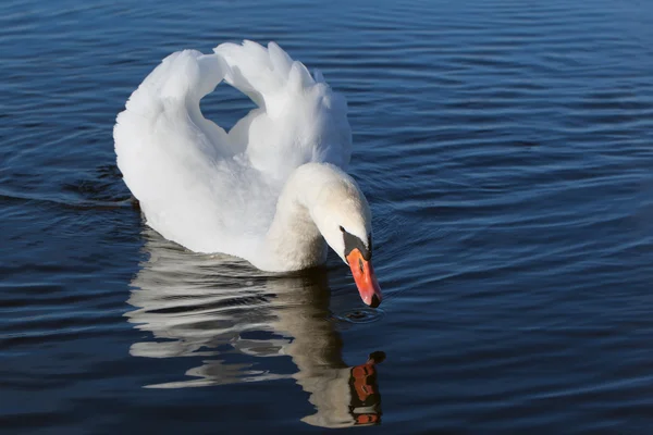 Cigno bianco . — Foto Stock