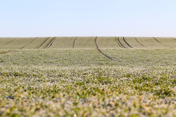 Pšeničné pole. — Stock fotografie