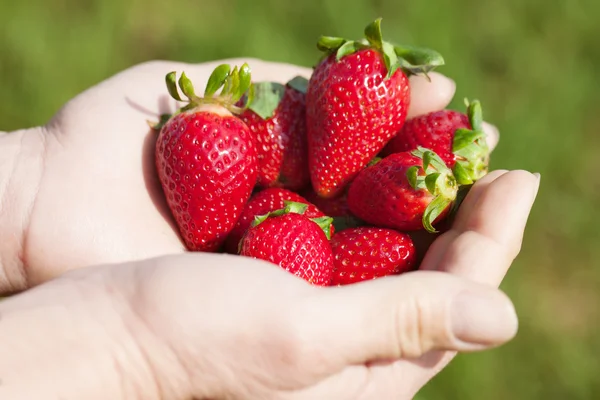 Strawberries in hands. — Stock Photo, Image