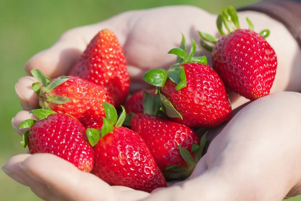 Erdbeeren in den Händen. — Stockfoto