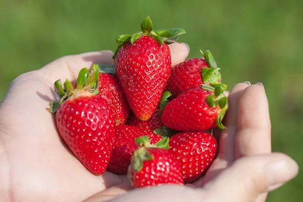 Strawberries in hands. — Stock Photo, Image