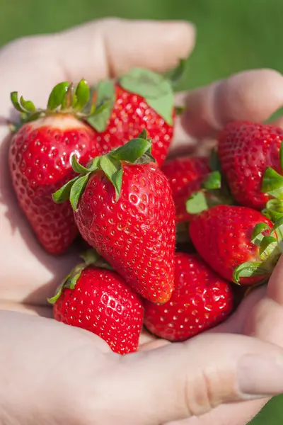 Erdbeeren in den Händen. — Stockfoto