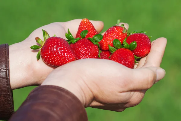 Strawberries in hands.