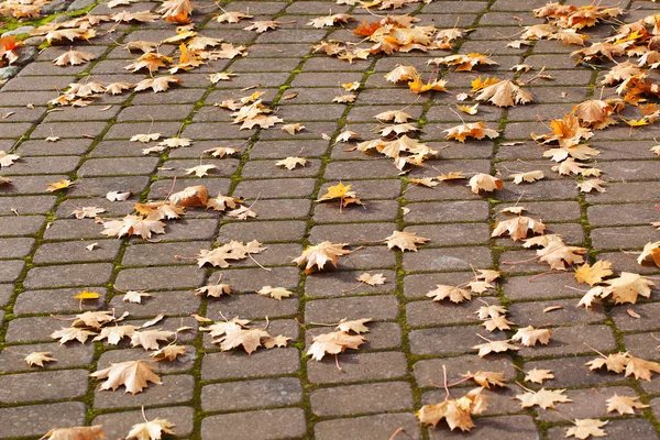 Foglie gialle . — Foto Stock