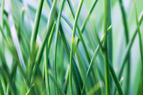 Pine needles. — Stock Photo, Image