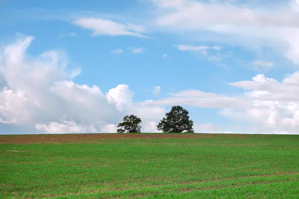 Arbres dans un champ vert . — Photo