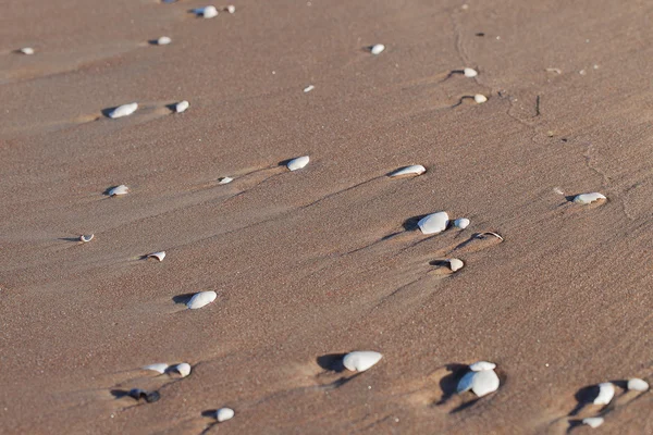 Schelpen in zand. — Stockfoto