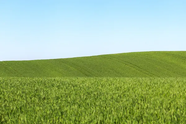 Young wheat. — Stock Photo, Image