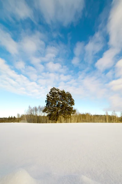 Winter landscape, — Stock Photo, Image