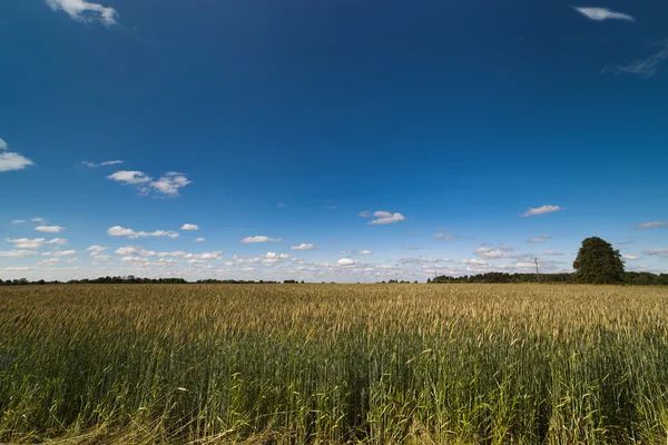 Campo di grano. — Foto Stock