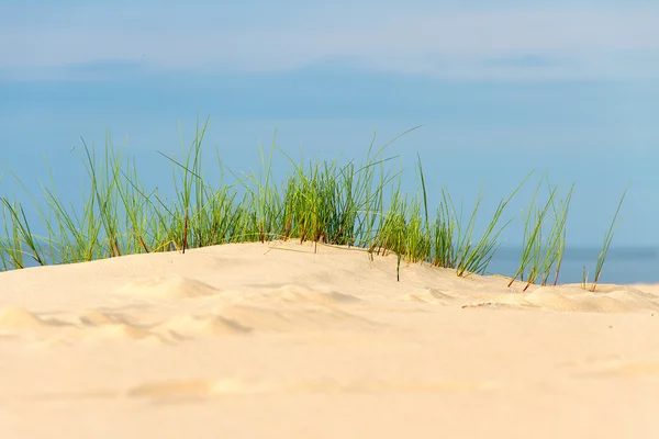 バルト海海岸ラトビア草します。. — ストック写真
