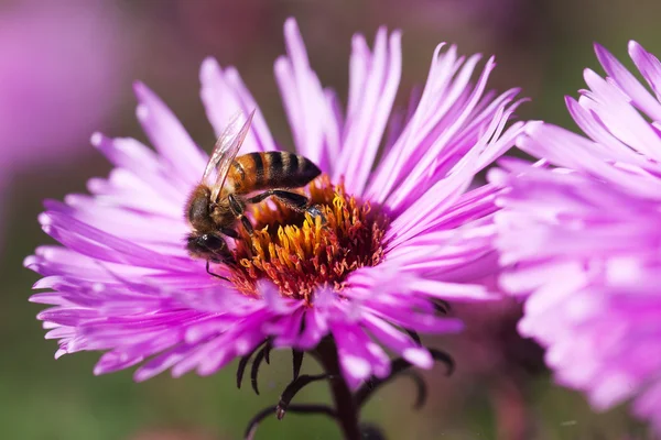 Бджола та квітка . — стокове фото
