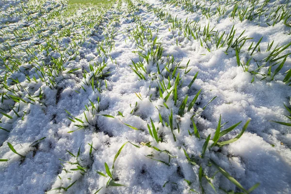 Trigo jovem sob neve . — Fotografia de Stock