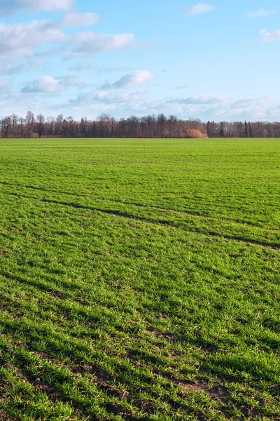 Grünes Gras. — Stockfoto