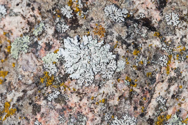 Lichen na žulové. — Stock fotografie