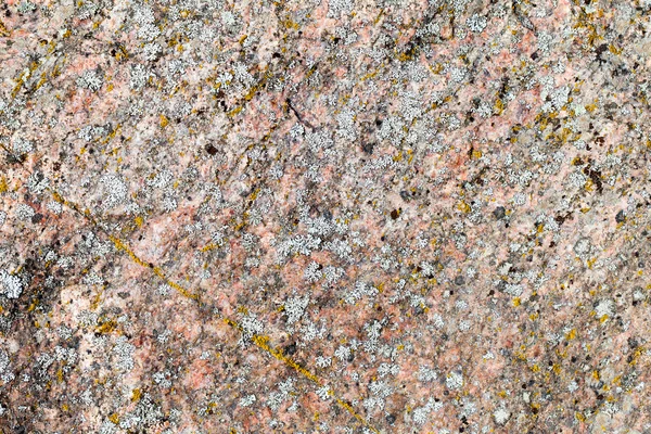 Lichen sur granit . — Photo