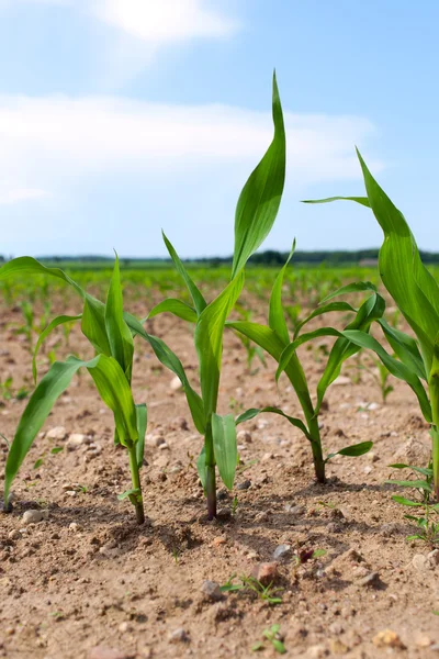 Germinazione del mais . — Foto Stock