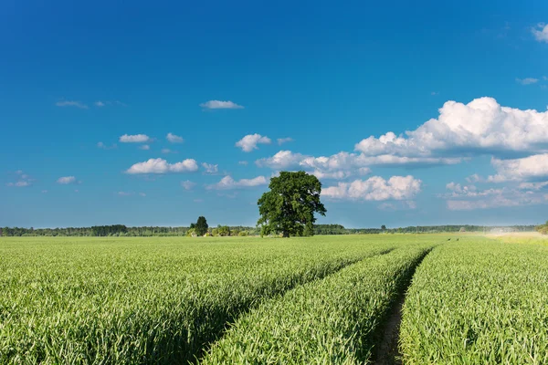 Campo di grano. — Foto Stock