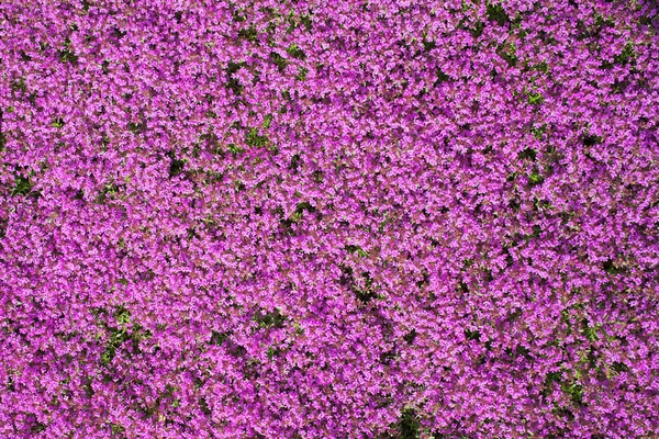 Цветы тимьяна . — стоковое фото