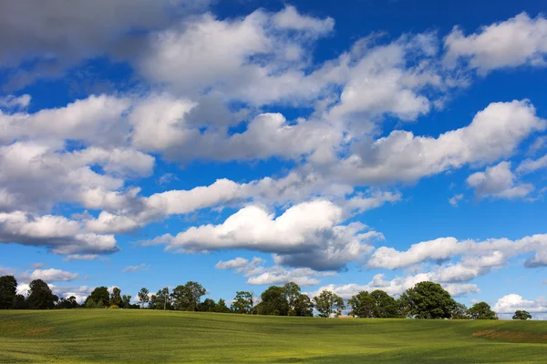 Groene tarweveld. — Stockfoto