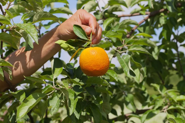 Fruta naranja . —  Fotos de Stock