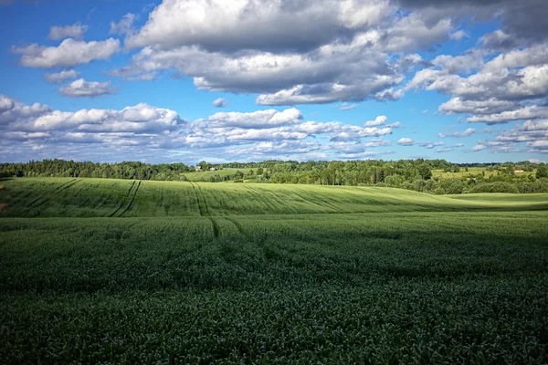 Field and clouds. — Stock Photo, Image