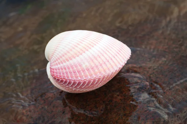 Muscheln. — Stockfoto