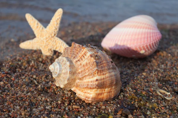 贝壳和海星. — 图库照片