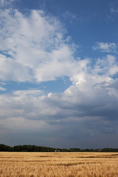 Champ de céréales dorées . — Photo