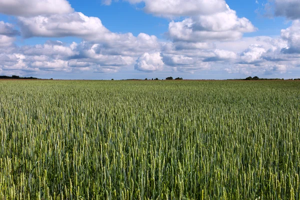 Зелений пшенична сфера . — стокове фото