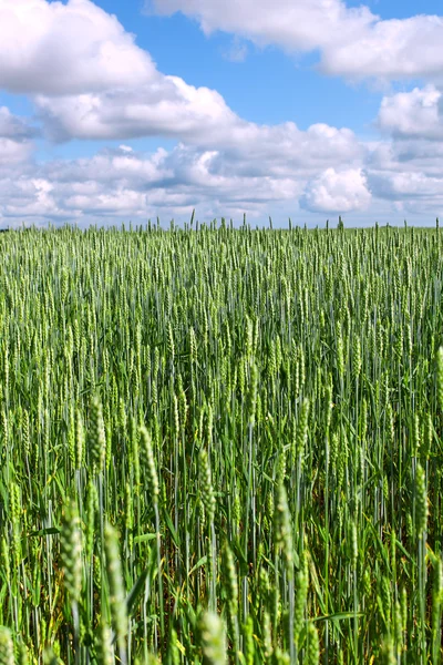 Зелений пшенична сфера . — стокове фото