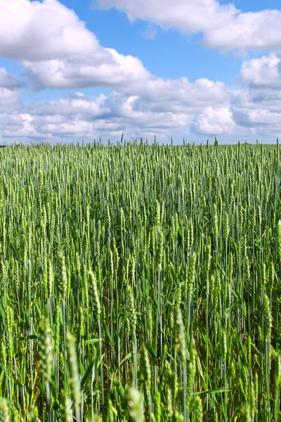 Grünweizenfeld. — Stockfoto