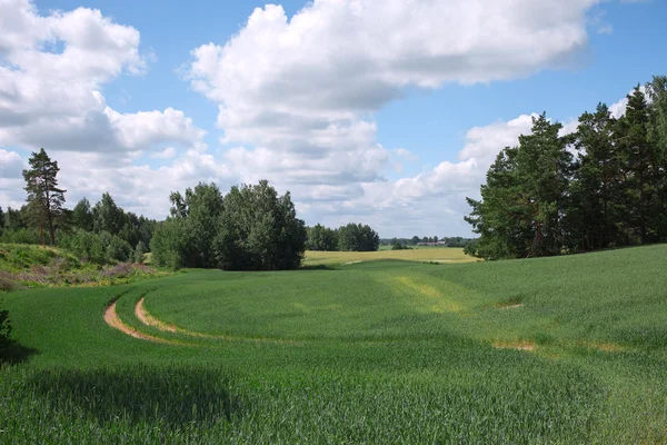 Lettiska sommaren landskap. — Stockfoto