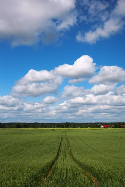 Latvian summer landscape. — Stock Photo, Image